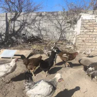 مرغ و خروس و جوجه|حیوانات مزرعه|تویسرکان, |دیوار