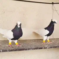 کبوتر طوقی سیا نر