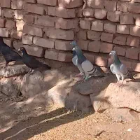 ۲۰ عدد کفتر فروشی