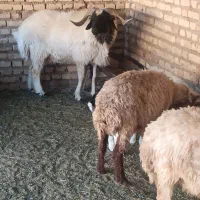یک راس شیشک قوچ