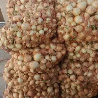 پیاز تیج دار