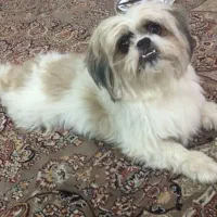 واگذاری سگ نژاد شیتزو