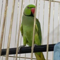 طوطی گرینچیک