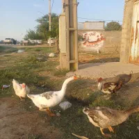 ۴تا غاز