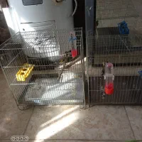 سهره صحرایی مست مست