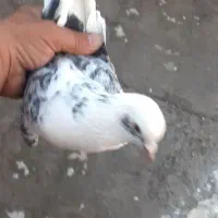 کفتر