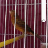 قناری نر سوخته ای اصل اخر پر ریزی|پرنده|اصفهان, دانشگاه اصفهان|دیوار