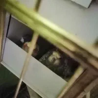 عروس هلندی|پرنده|شهریار, رزکان|دیوار