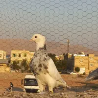 کبوتر|پرنده|شیراز, دست خضر|دیوار