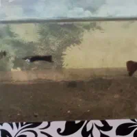 ماهی گوپی دونه20|ماهی|سبزوار, صالح آباد|دیوار