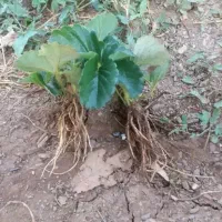 نشا توت فرنگی