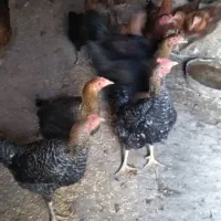 ۱۰ تا نیمچه محلی|حیوانات مزرعه|ماکو, |دیوار