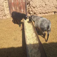 فروش دوعدد بره رومانف اصل