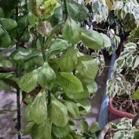 گلهای خانگی|گل و گیاه طبیعی|خمینی‌شهر, |دیوار