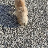 واگذاری سگ|سگ|چناران, |دیوار