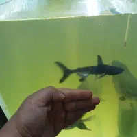 ماهی پنکوسی شکاری