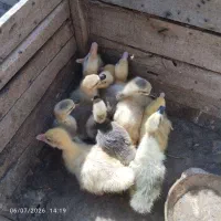 غوغاز لیندا و افریقایی واردک خارجی