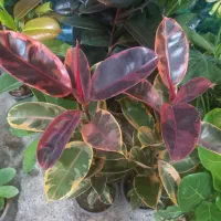 حراج باقی مانده گلهای اپارتمانی فقط ۱۵۰|گل و گیاه طبیعی|شهرکرد, |دیوار