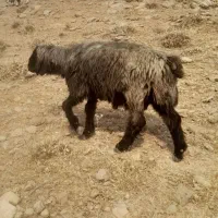 نرمیش