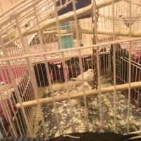 فنج|پرنده|سرپل ذهاب, |دیوار