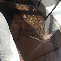 صندلی چوب راش