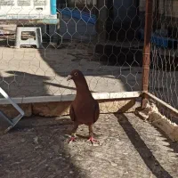 زرد سرخ کرمونی|پرنده|مشهد, شهید آوینی|دیوار