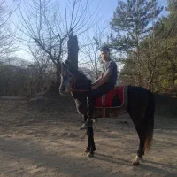 اسب کردنژاددار|اسب و تجهیزات اسب‌سواری|چابکسر, |دیوار