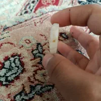 سنگ شجر کیفیت بالا|کلکسیون اشیاء عتیقه|بم, |دیوار