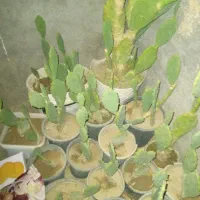 کاکتوس|گل و گیاه طبیعی|قم, قلعه کامکار|دیوار