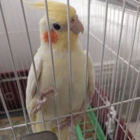 طوطی ماده|پرنده|بهبهان, |دیوار