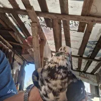 کبوتر کاکلی ماده