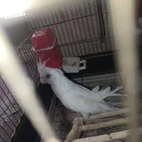 عروس هلندی