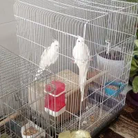 فروش عروس هلندی