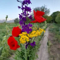 هرس حرفه ای|خدمات باغبانی و درختکاری|قره چای, |دیوار