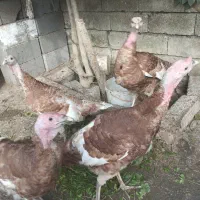 فروش چهار عدد بوقلمون بوربون|حیوانات مزرعه|رامسر, |دیوار