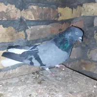 کبوتر اصفهانی|پرنده|مبارکه, |دیوار