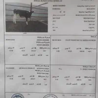 گاو|حیوانات مزرعه|شیراز, داریون|دیوار