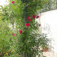 خدمات گل و گلدون در منزل ومحل کار|خدمات باغبانی و درختکاری|شیراز, زرهی|دیوار