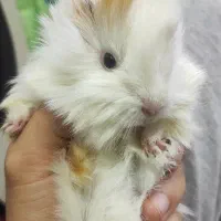 خوکچه هندی تعداد بالا