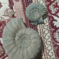 فسیل زیبا