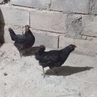 مرغ و خروس لری