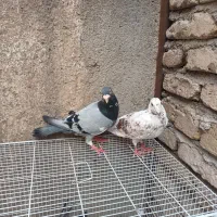 کفتر. قره نر سار ماده
