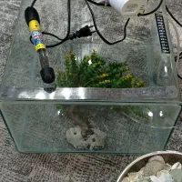 آکواریوم سالم|ماهی|محمدشهر, محمدشهر|دیوار