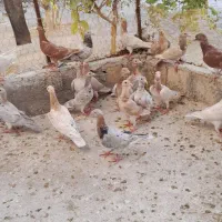 جوجه نامبروطوقی|پرنده|همدان, |دیوار