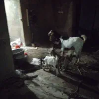 بز هل دو کهره ای شکم دوم ، سیکا نر سفید یه خال