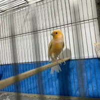 ماده قناری سرخ پنبه ای