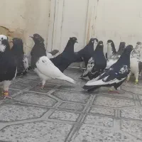 14کفتر هوایی شهری و بهبونی|پرنده|مرودشت, ابوذر شمالی‎|دیوار