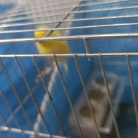 قناری دو عدد نر مست عالی|پرنده|شیراز, سلطان آباد|دیوار