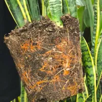 تخفیف ویژه سانسوریا