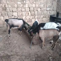 بز و نربز|حیوانات مزرعه|اندیمشک, |دیوار